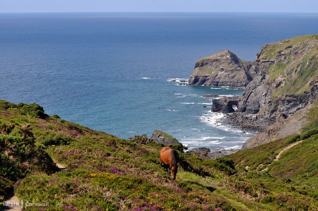 iwalkc's tweet photo. Horse by the coast path at The Strangles
(a photo from the archives to bring a bit of Cornwall to you)
#Boscastle #Cornwall @CornwallAONB @budeandbeyond @NorthCornwallNT https://t.co/dhrlWRe9zk