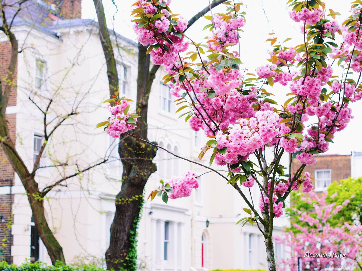 La mulți ani, de #Florii! 💐 #dindrumurilemele #London #Kensington #sakura