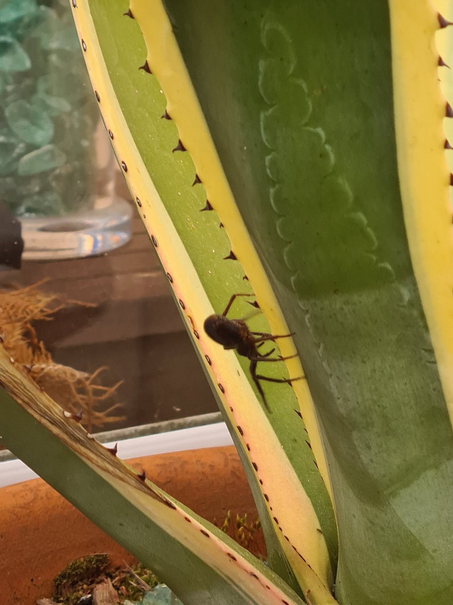 jerseyrugbyfan's tweet photo. Nearly browned my pants when this monster crawled out of the bbq cover,put it in a place of safety #notkilled https://t.co/3RbcQnXt9f