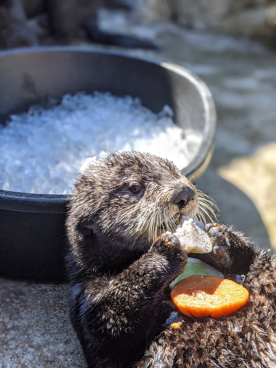 vanaqua's tweet image. Happy #Easter everyone! We hope you enjoyed your treats this much 🐰