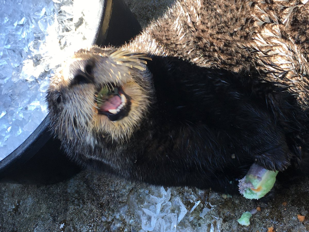 vanaqua's tweet image. Happy #Easter everyone! We hope you enjoyed your treats this much 🐰