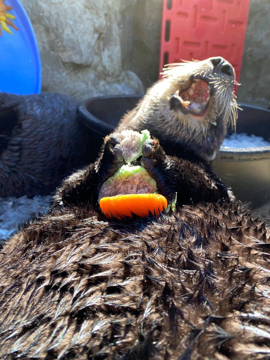 vanaqua's tweet image. Happy #Easter everyone! We hope you enjoyed your treats this much 🐰