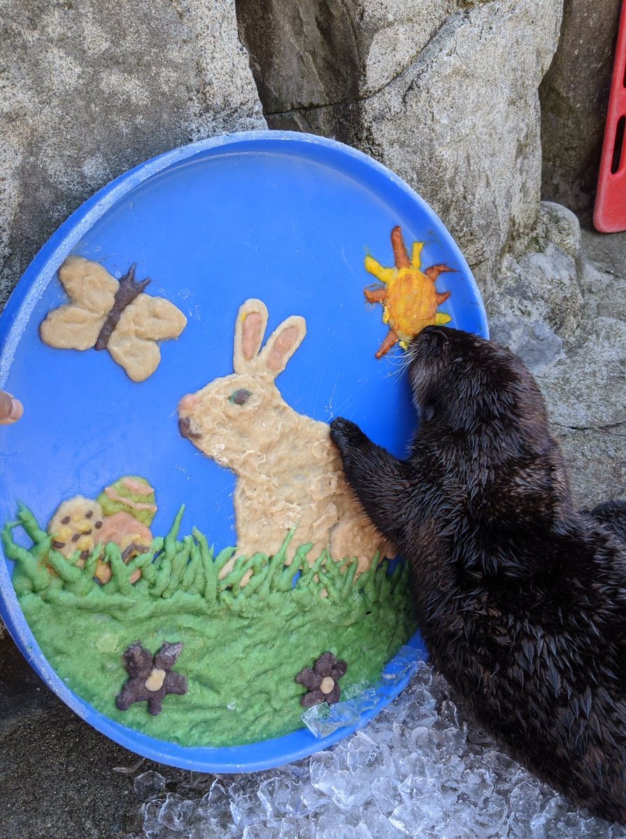 vanaqua's tweet image. Happy #Easter everyone! We hope you enjoyed your treats this much 🐰