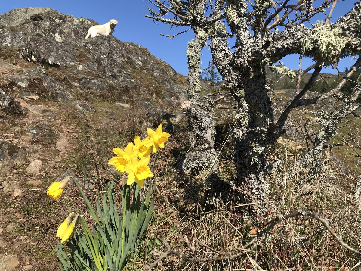 VanIslandMedia's tweet photo. Happy Easter - may the blue sky, and beautiful blossoms of spring brighten your day! 🐣#Easter Day #StaySafeStayHome #InThisTogether @tessvanstraaten @CHEK_News https://t.co/M9shW321Ju