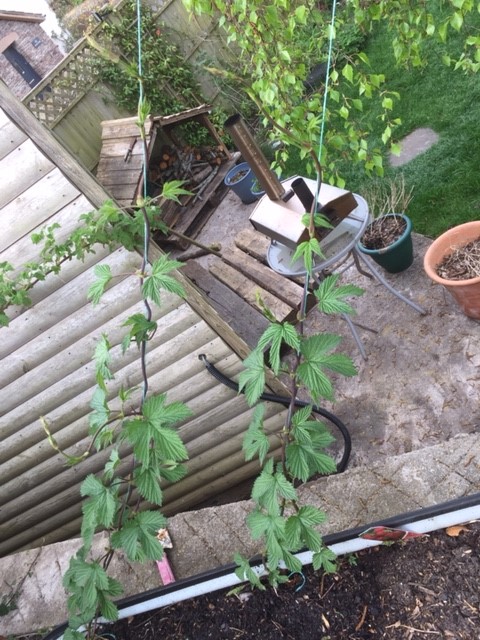 ThreeEngineers's tweet image. The Brewery may be in lock down however our hops are rocketing up.  We grow dwarf hops every year to do a one off brew around Sept to support the Harvest event at the Winterbourne Medieval Barn.