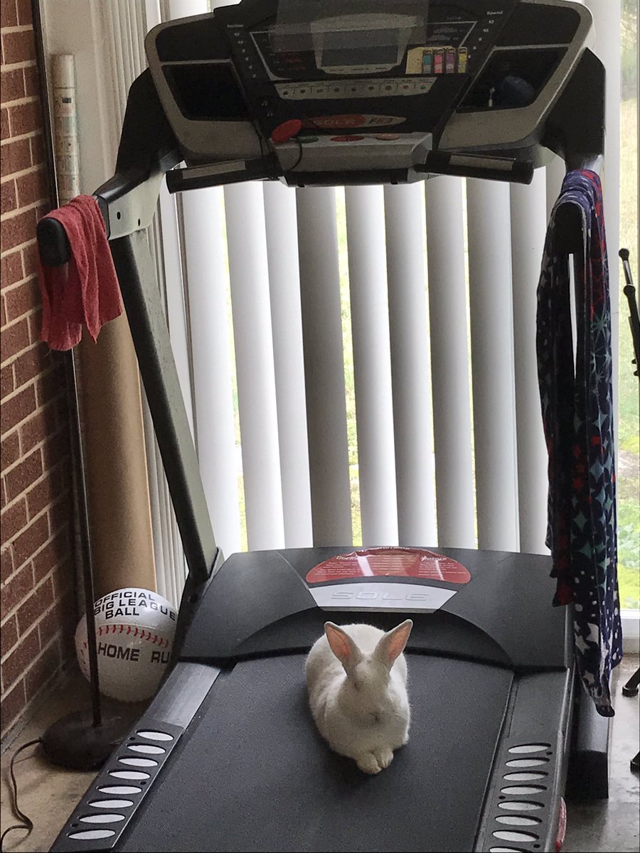 wendi322's tweet photo. Not sure the Easter Bunny was fully prepped for today. His training has been a little slack. #BunnyDay #easterworkout https://t.co/sxr8aeGGt1