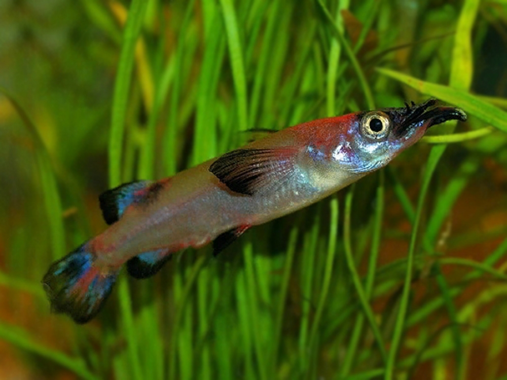aquafooduk's tweet photo. Welcome to our Website Nomorhamphus liemi
Price starts from 8.00 GBP
Tag a friend who would love this!
Get it here ---> https://t.co/jvfgvWhfG3
#celebes #halfbeak #liemi #nomorhamphus
#guppy https://t.co/xk7XBCja4E
