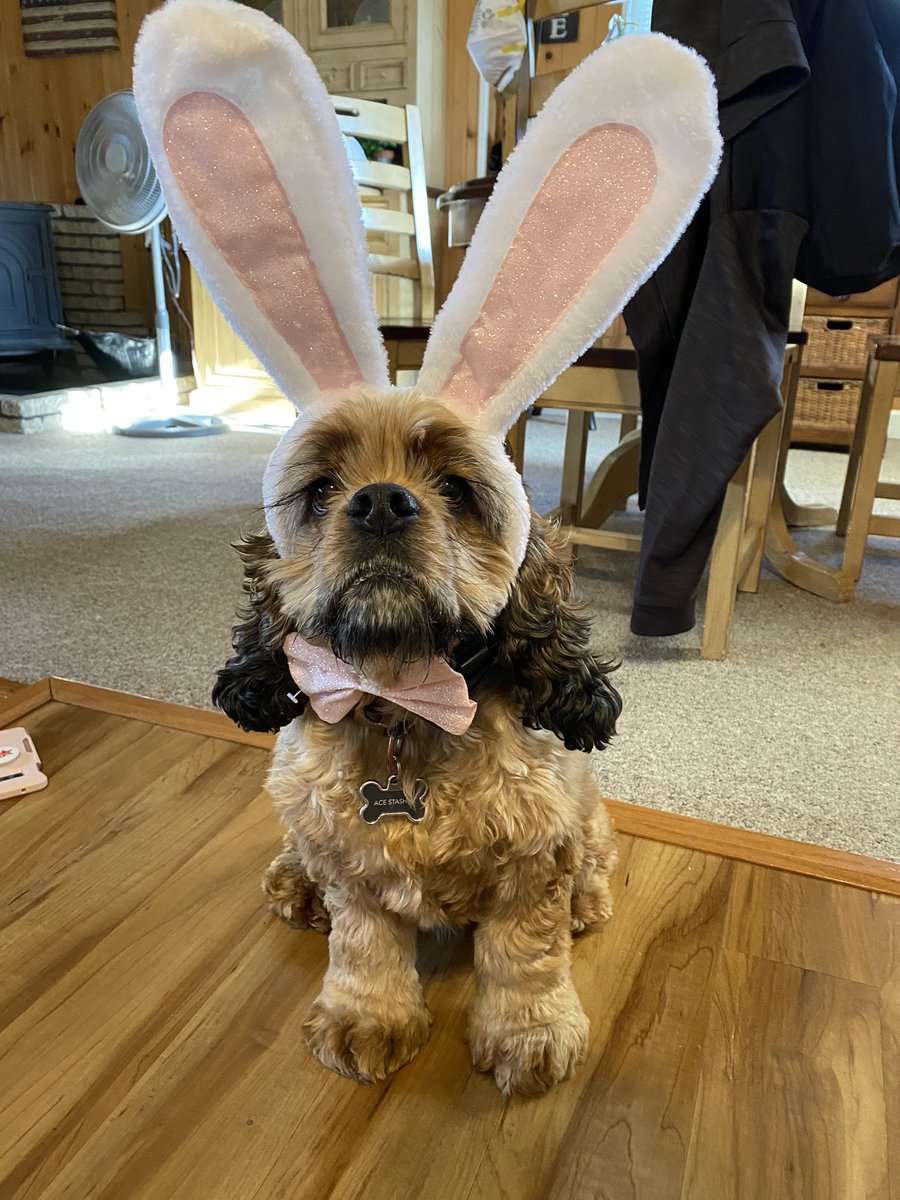 The things my wife does to our dog...
Hope this makes you smile! Happy Easter everyone 🐰
