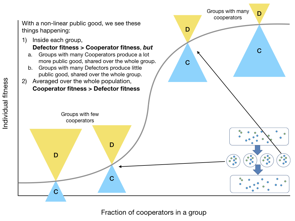 Cooperators, by definition, mainly find themselves in groups with other cooperators, thereby producing a lot of public good. Defectors mainly find themselves in groups that produce little public good. (Most of a type are found in groups dominated by that type, right?)