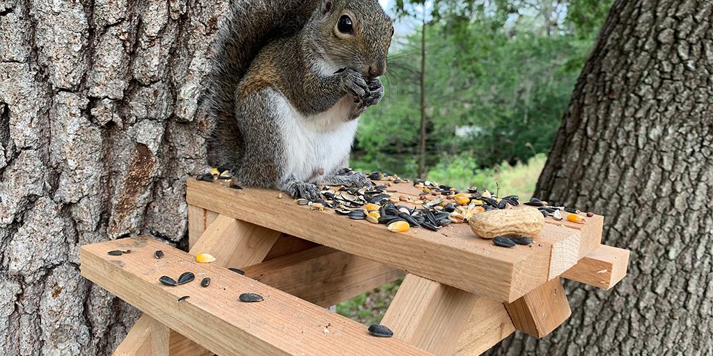 Dress2ImpressTw's tweet photo. Connect with #nature this #easter at home. Bring nature to your garden with the cute #squirreltables craze. Support handmade sellers, #standwithsmall and give the #gift of #handmade on #etsy available here: https://t.co/RdETcpzspW #crafthour #affiliate #stayhome #handmadeisbest https://t.co/KEZkoZdmBd