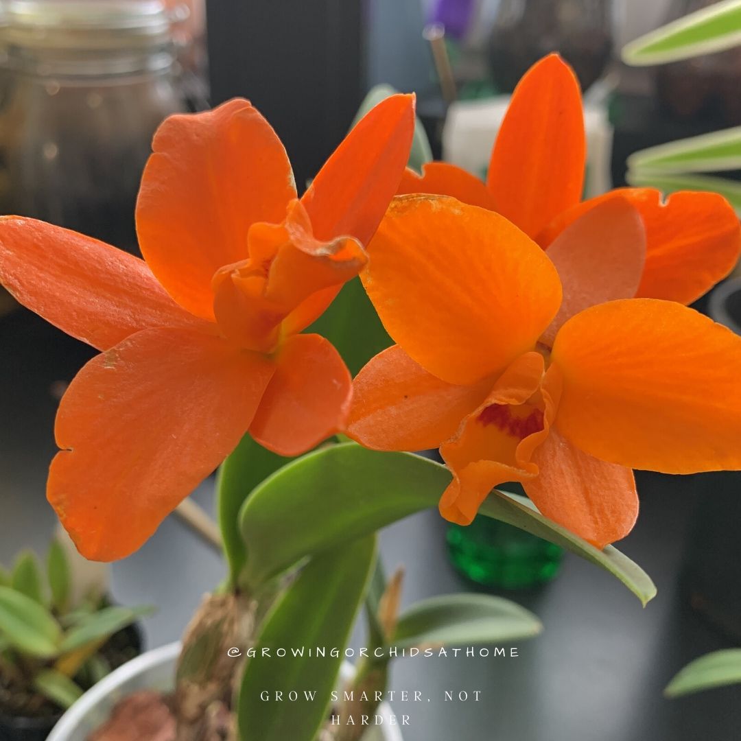 Help me extend a warm welcome to Rhyncattleanthe Shinfong Little Sun 'Young-Min Golden Boy' since she sure showed up looking her best. #orchidsandmore hooked me up! #cattleya #GOAH #orchid #orchidcommunitychatter #semihydro #leca #semihydroclub #passivehydro