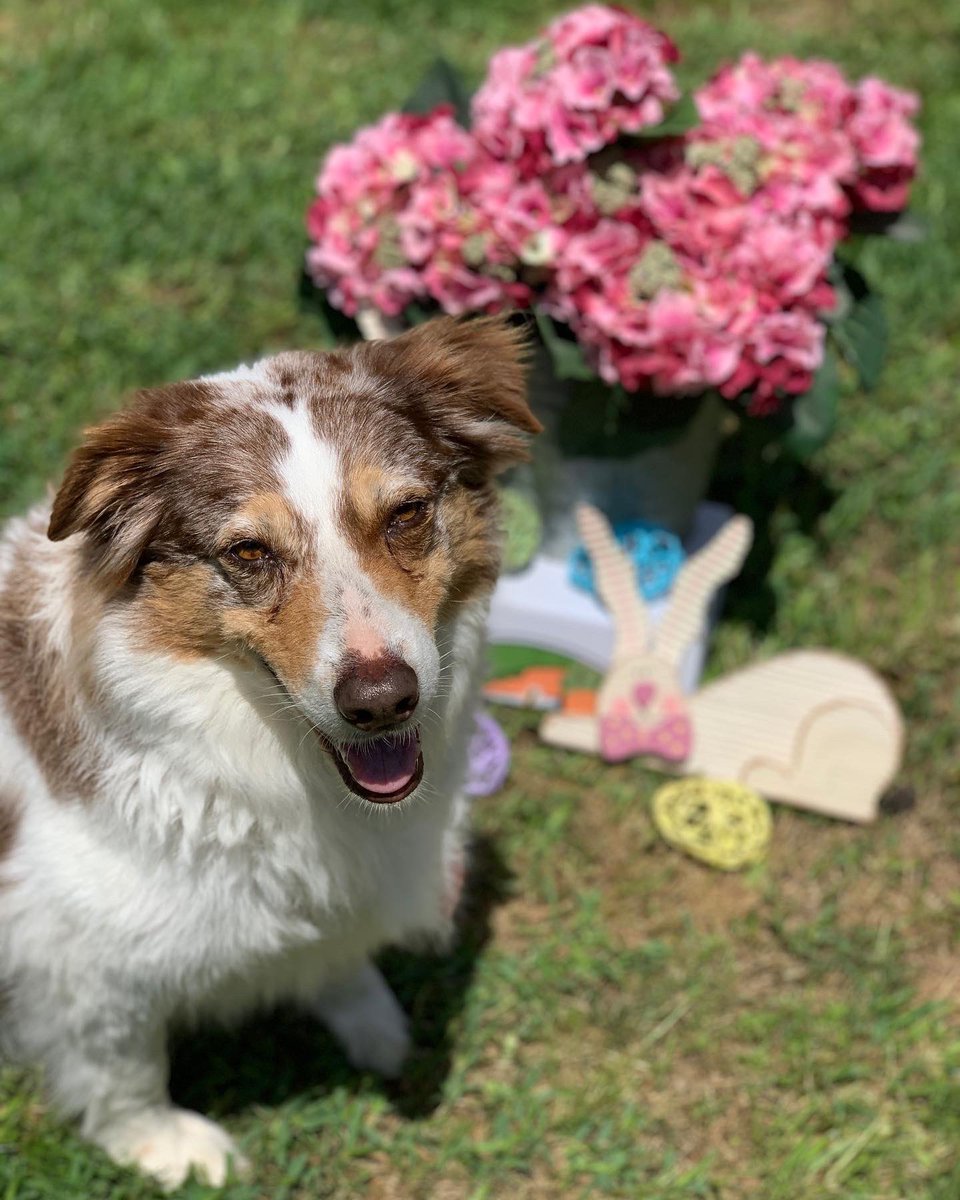 kayc33m's tweet photo. Happy Easter! He is risen! #happyeaster #dogsoftwitter #photogenicdogs #adventureswithemmitt #mollydog #heidiklumthewonderdog #mymotherscat https://t.co/MpivnMXVbE