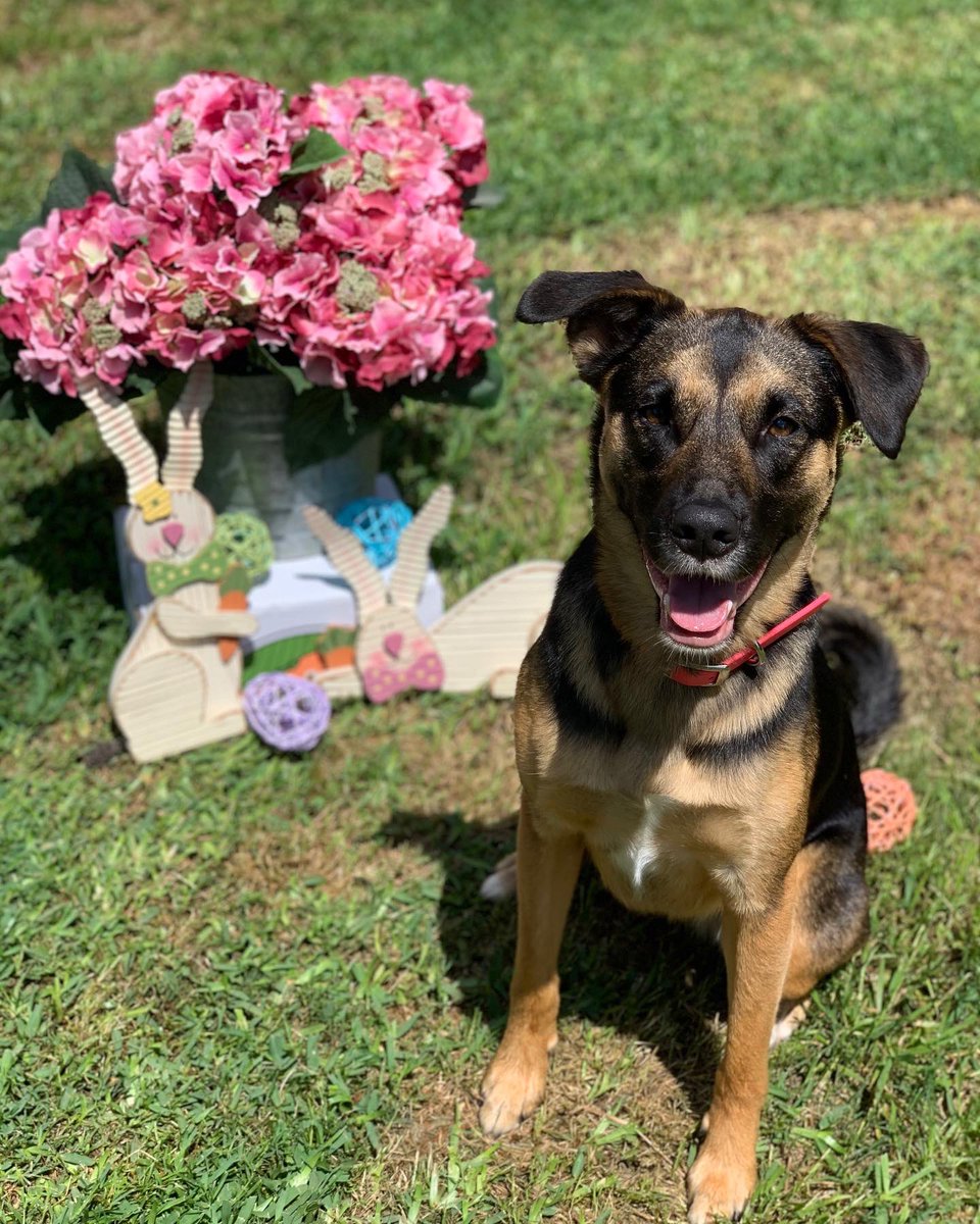 kayc33m's tweet photo. Happy Easter! He is risen! #happyeaster #dogsoftwitter #photogenicdogs #adventureswithemmitt #mollydog #heidiklumthewonderdog #mymotherscat https://t.co/MpivnMXVbE