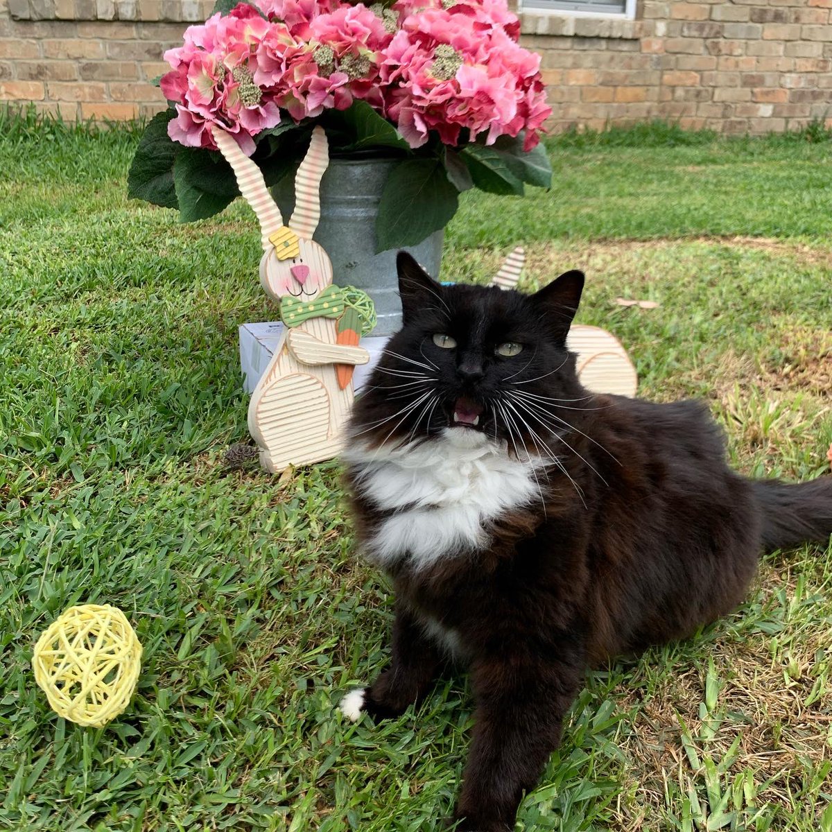 kayc33m's tweet photo. Happy Easter! He is risen! #happyeaster #dogsoftwitter #photogenicdogs #adventureswithemmitt #mollydog #heidiklumthewonderdog #mymotherscat https://t.co/MpivnMXVbE