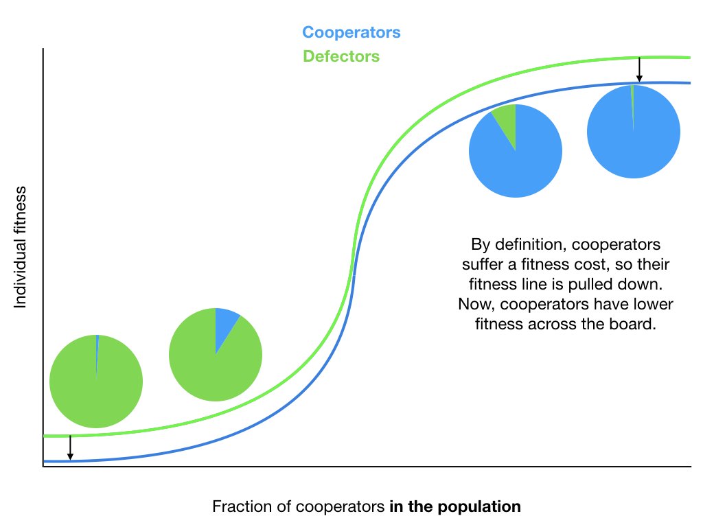 We can look at this dynamically. In any given group, cooperators have lower fitness than defectors do, because the cooperators, by definition, make a costly contribution to the public good. This shifts the cooperator fitness line down.