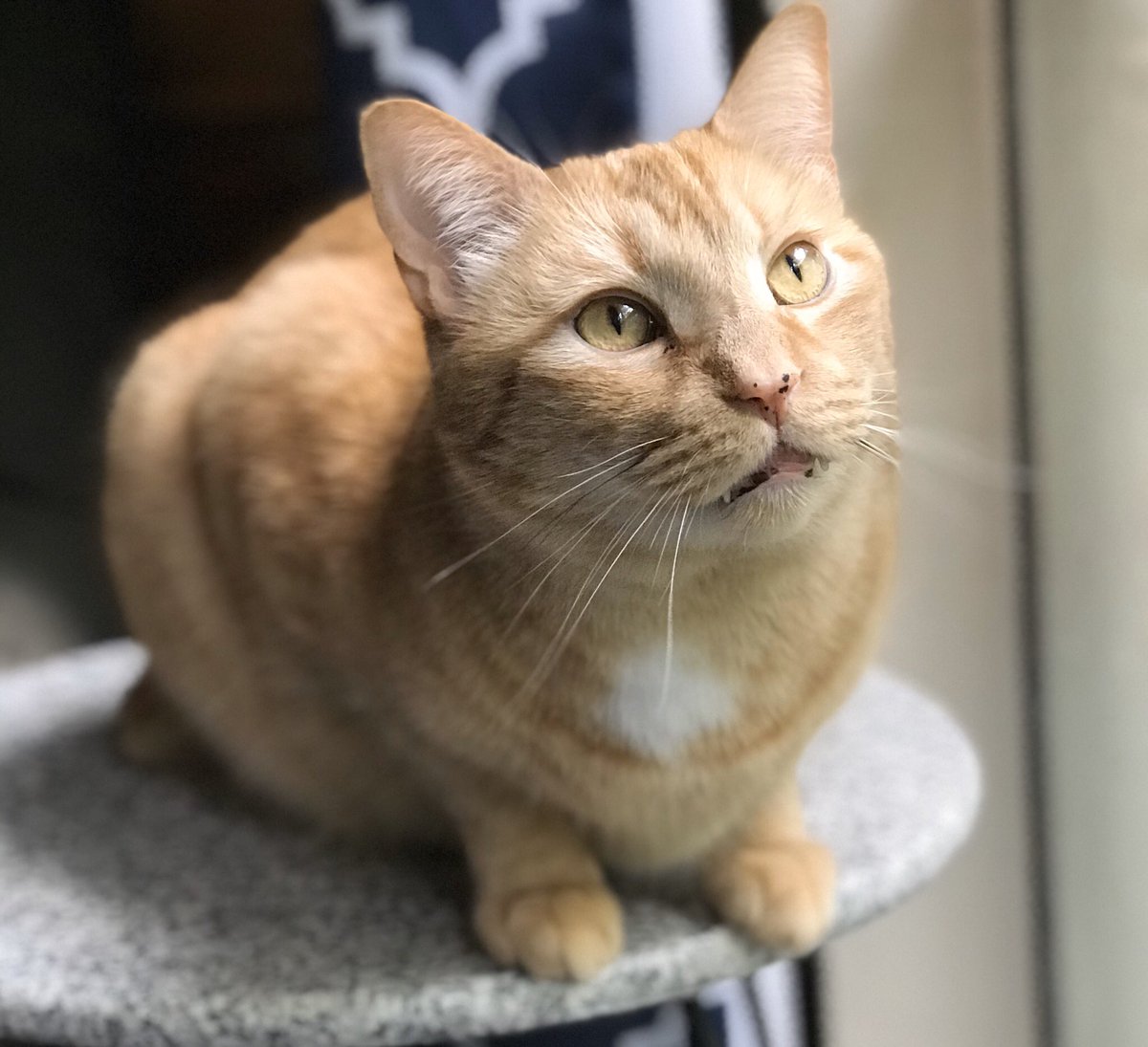 Love4PoliceDogs's tweet photo. Happy Easter! 
🐇🐥🐰🐣

For those who don’t know, we have 4 dogs &amp; 3 cats. This is one of my kitties, Rowan, we call him Ro. 

It’s been a while since I’ve asked... so please show me your furfaces!! Be sure and tell me their names! https://t.co/9rvSdzCJiz