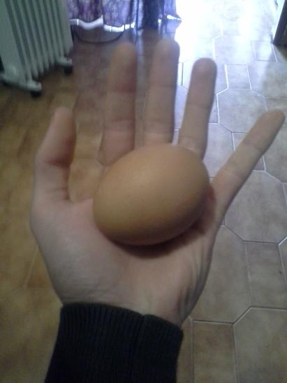 Alternicity's tweet image. Biggest of today's 22 eggs.