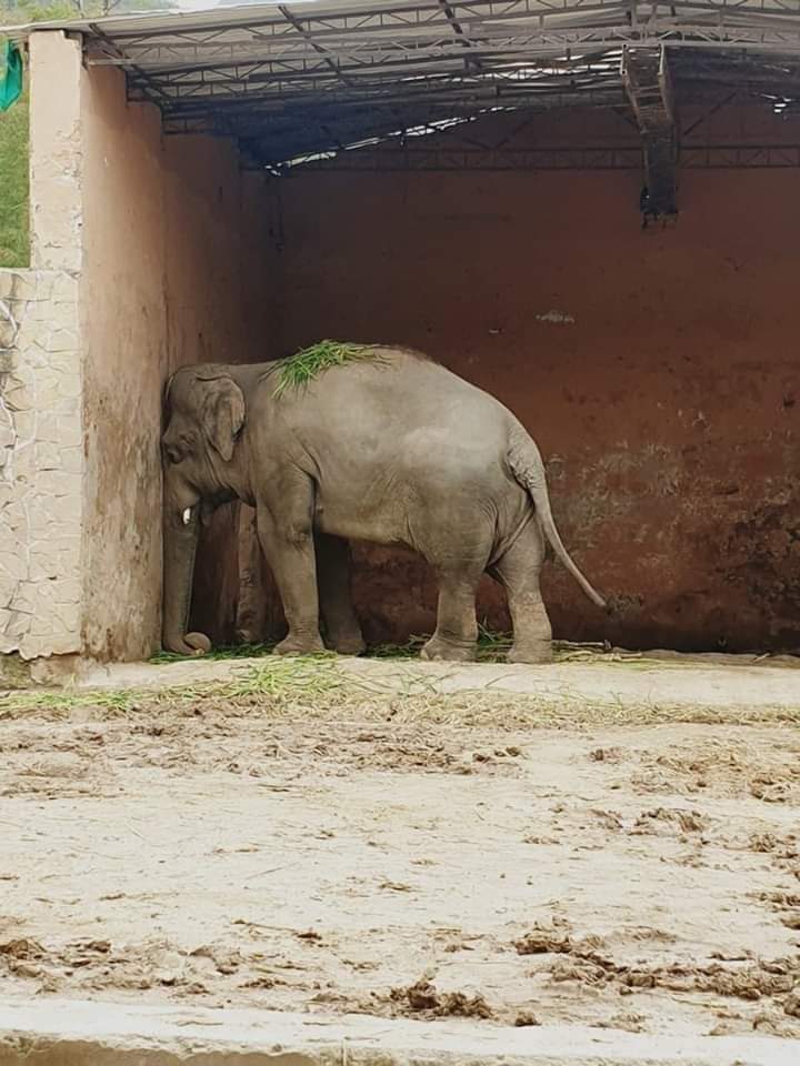 manisha_111's tweet photo. हमसे २१ दिन नहीं कट रहे इनसे सीखो जो पूरी जिंदगी काट रहे हैं 😢😢।।।।।।।
#lockdown 
#COVID2019 https://t.co/Si8xwCRyVQ