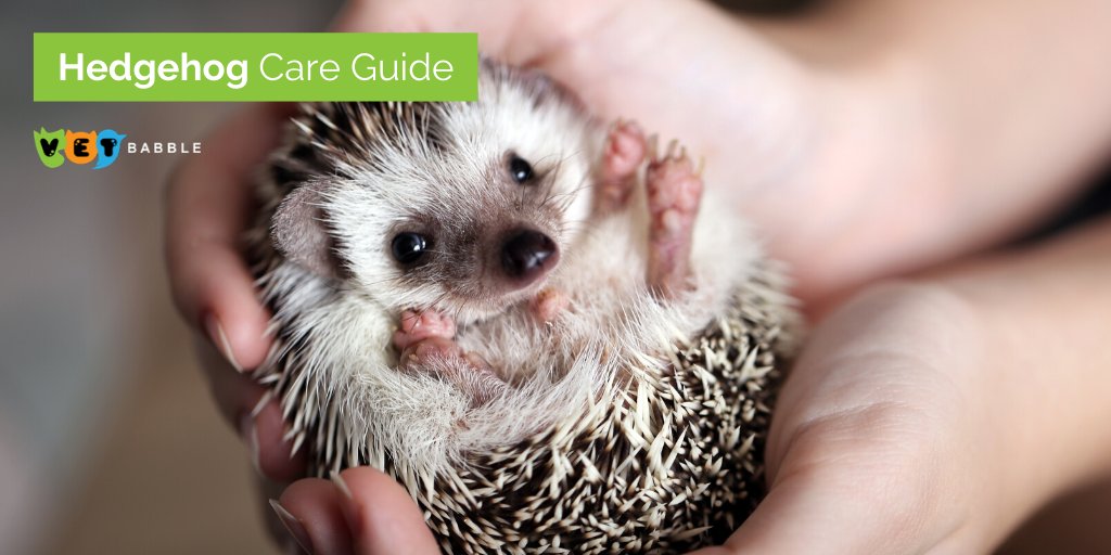 VetBabble's tweet photo. Your pet #hedgehog has a unique set of needs to live a long and happy life! If you're lucky enough to have a hedgehog as a pet this is the guide for you. ❤️

P.S. The Hedgehog is illegal to keep as a pet in a few states. Make sure to do your research!

https://t.co/49JWueIQGC https://t.co/407QeY5QVv