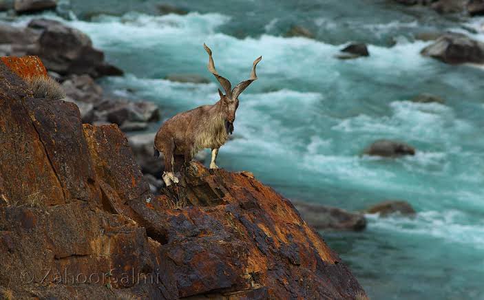 Lesser Known Fact: The national animal of Pakistan, the Markhor, is considered the cattle of the fairies in the Dardic culture of northern Pakistan. In olden times, it was believed each fairy herds her own group and only the best hunters could target a markhor. 1/2