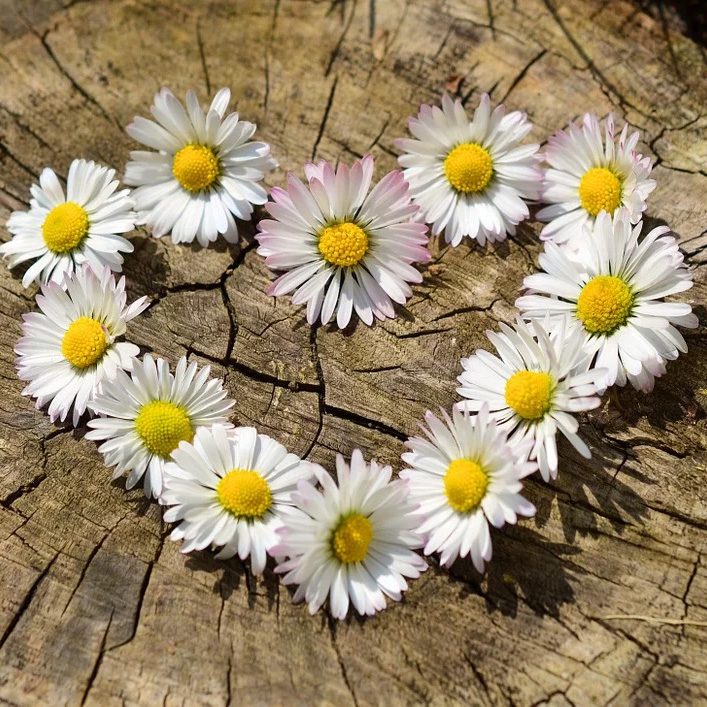 HelloFlowerFest's tweet photo. 1 MOIS de #confinement #covid19
#MERCI à TOU(te)S
le personnel Hospitalier, médical et Pharmacie
Les hôtes(sses) de caisses, les postiers, les agriculteurs
#onapplaudit #restezchezvous #sensortirsanssortir
#memepasfleur https://t.co/acJN5jxYkR