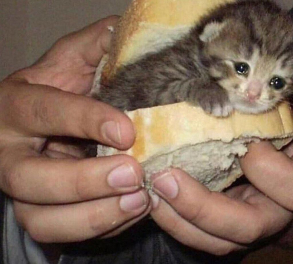 bread kitten