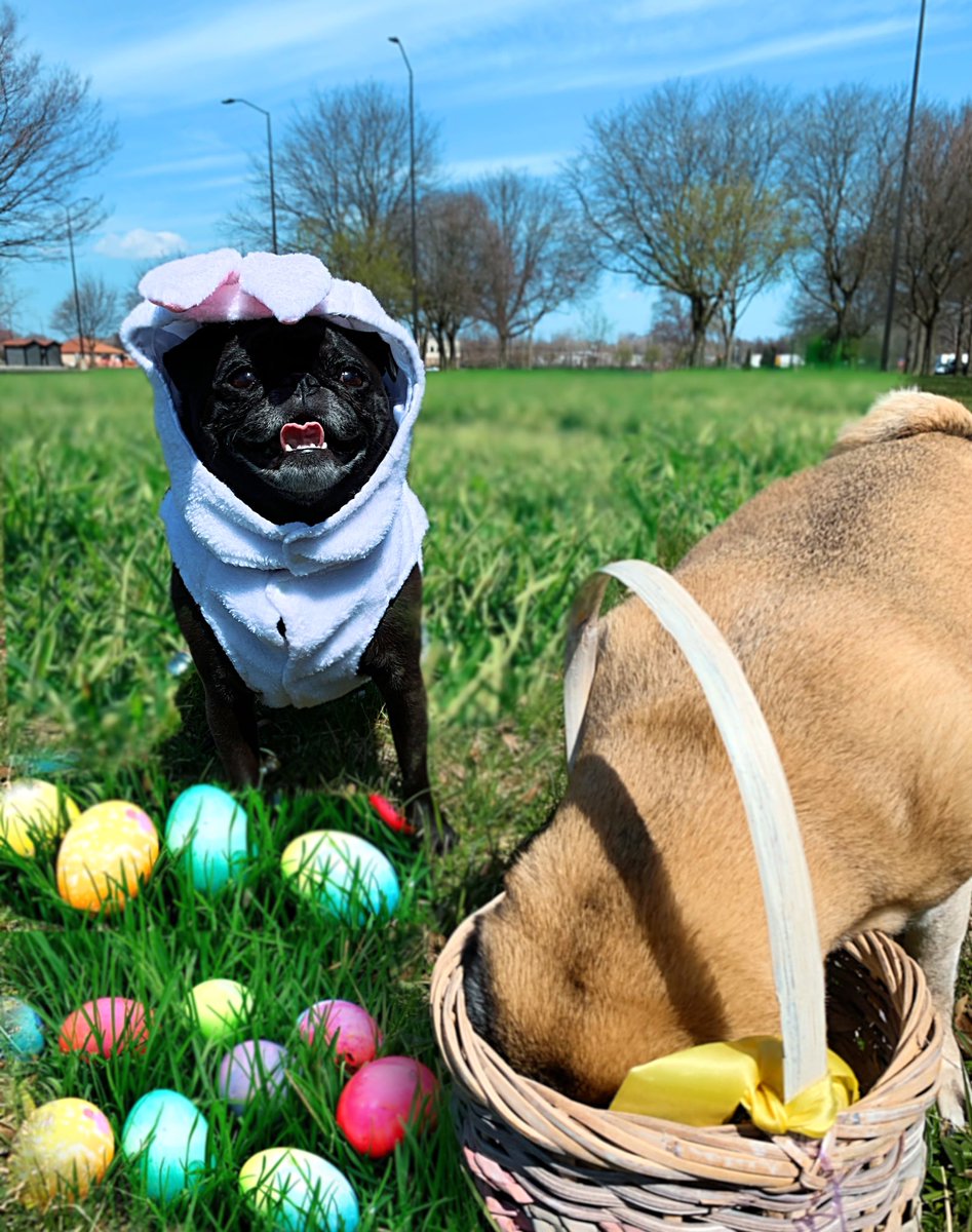 pugwithattitude's tweet photo. happy Easter! 🐰 #Easter https://t.co/2h1Y9wkyLc