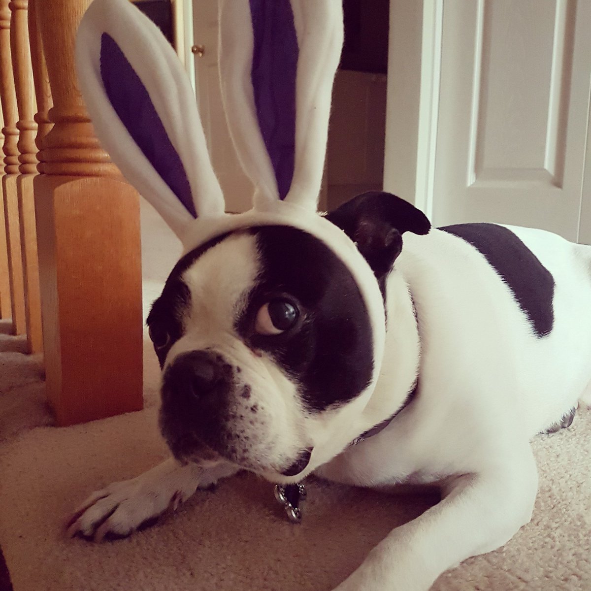 DerekHa12's tweet photo. Happy Easter! 🐰 #poorwinston #boredowner #dogsofquarantine #bostonterrier https://t.co/f2RkDy9aSo