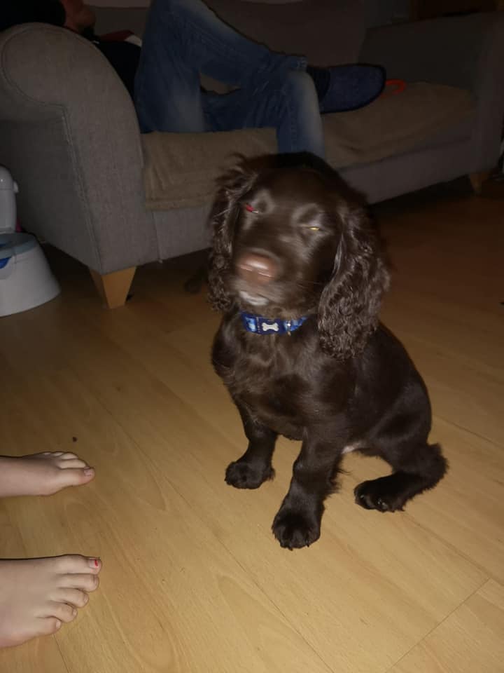 LostPetsWales tweet media