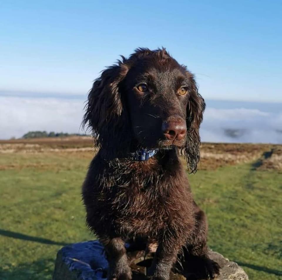 LostPetsWales tweet media