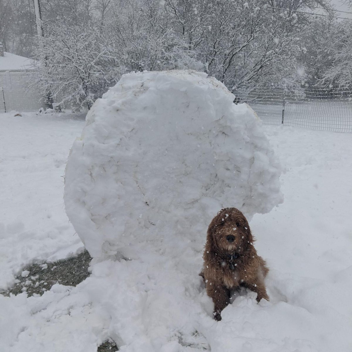 AltoonaPolice's tweet photo. Hey @AltoonaSD students here is Donut's attempt at a giant snowball! Get outside in your yard and attach photos of your masterpieces!!!! @altoonahs @AltoonaMS @altoonaes https://t.co/Q0bncZ1ujy