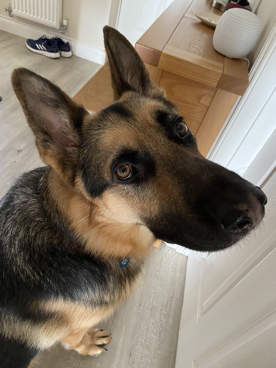 Nws27287's tweet photo. Love coming home to the bby dog (Sammie)💜 https://t.co/anBjjpJIRd