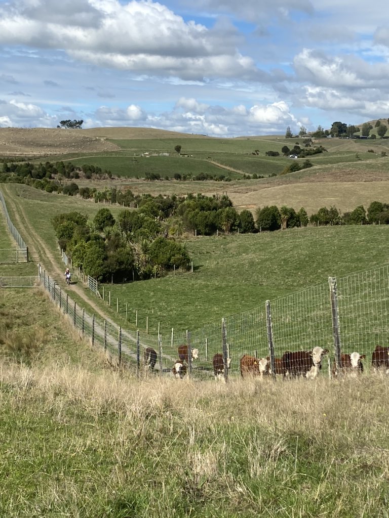 CharlieLea27's tweet photo. My young girls on Ratanui shifting stock , from there LOCKDOWN paddock to another , Nz grass fed beef n lamb https://t.co/oBmzstY1qJ