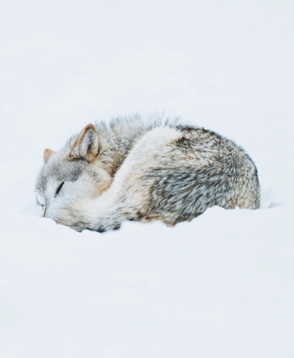 TravelAlaska's tweet photo. 🖤 🖤 
📍 @akwildlife
📸 📸 @charlysavely + Josh Savely
#TravelAlaska https://t.co/usEreGHLEE