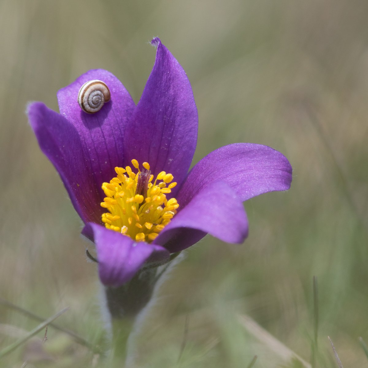 Did you know that the pasque flower is Hertfordshire's county flower? We've also got a special responsibility for it, as we've got one of the UK's largest populations at Therfield Heath near Royston. 

#wildflowerhour #wildathome #wildflowerweek #countyflower
<a href="/wildflower_hour/">wildflowerhour</a>