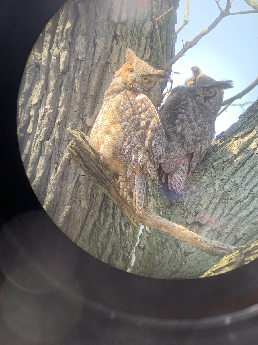 Happy Easter everyone! I needed some outside time so I joined forces with the amazing  @Halessscott and at the beginning of the walk, we were greeted by this pair of Great Horned Owls!