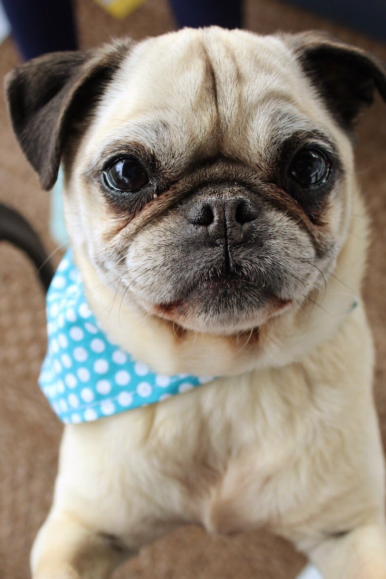 Ruby the Pug tweet media