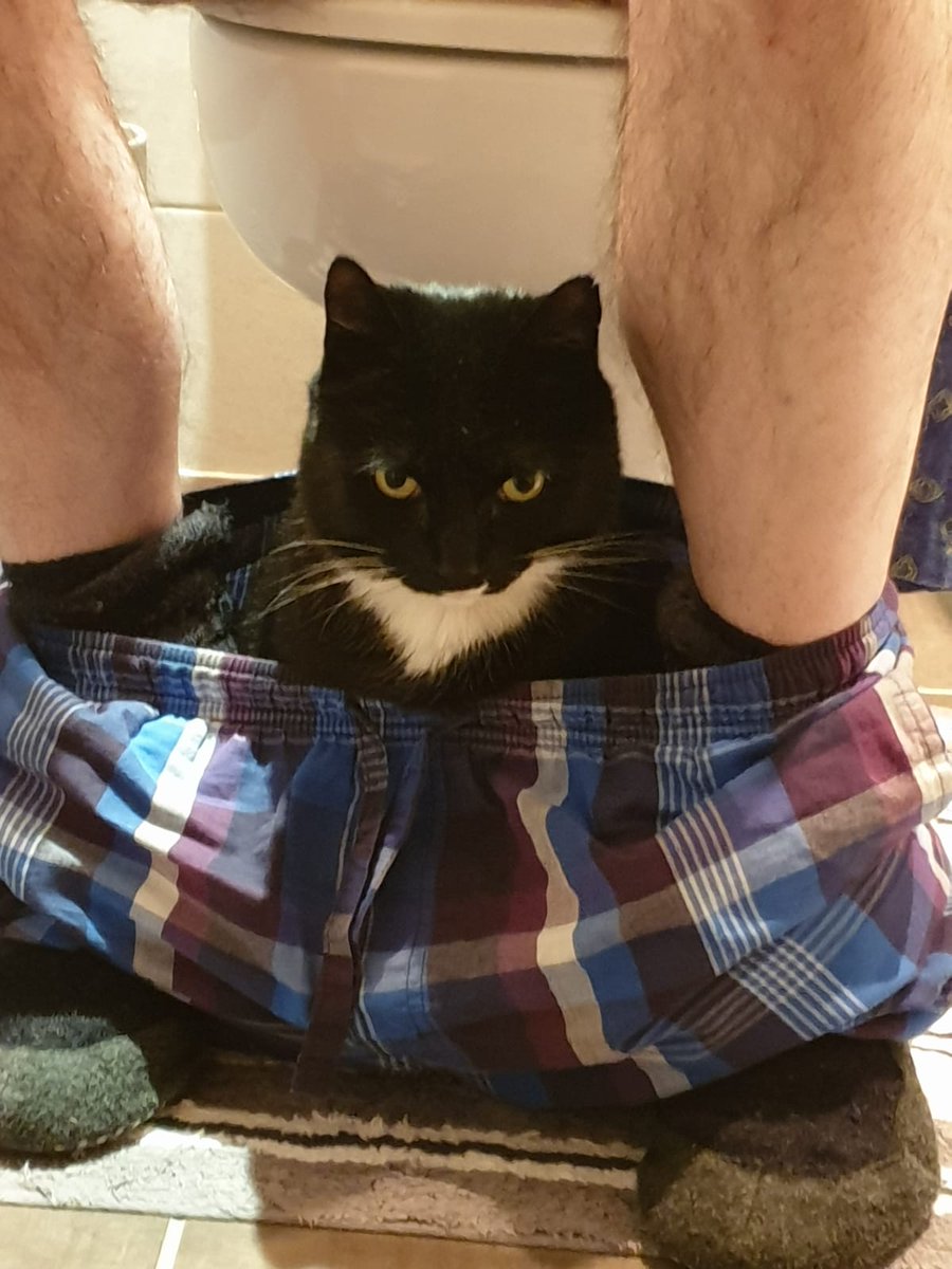 I am on the toilet. For unclear reasons, Salem has decided to get inside my piyama bottoms.