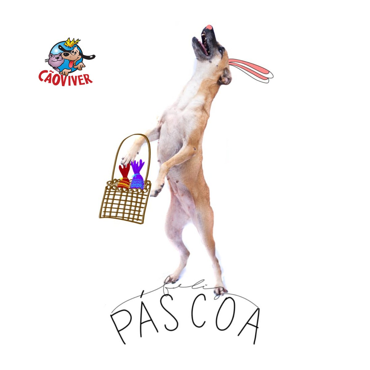 caoviverbh's tweet photo. Desejamos uma Feliz Páscoa a todos! 
.
Que o amor e a harmonia se façam presentes no coração de cada um!
.
O nosso abraço,
.
Cão Viver
Associação particular administrada por voluntários.
.
#pascoa #empatia #harmonia https://t.co/NqajLmxBdb