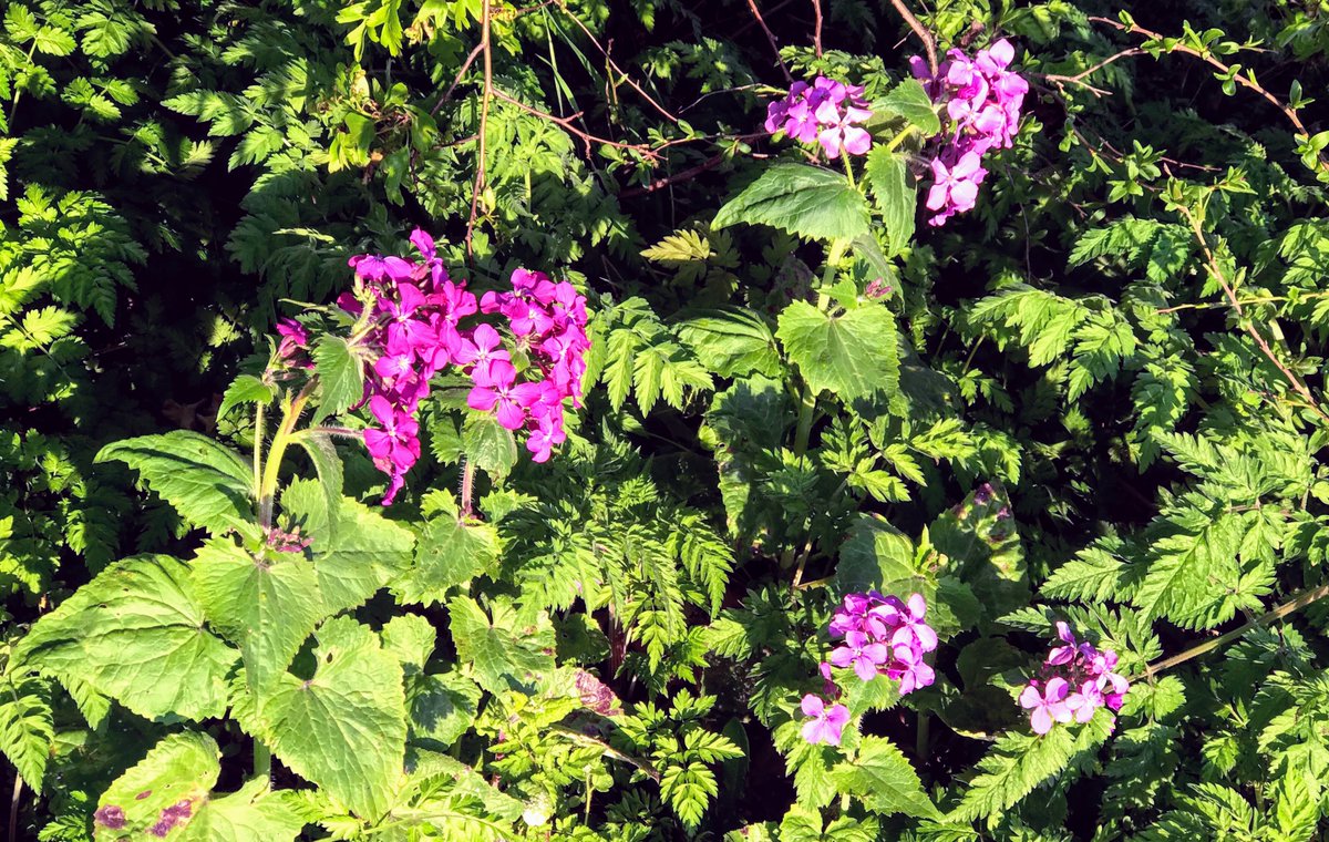 Andrew Davidson tweet media