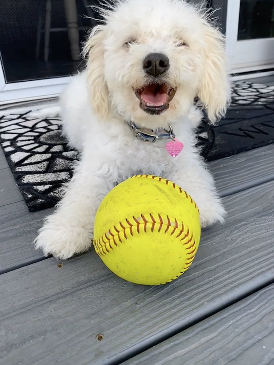 feehanrocksoft's tweet image. Happy Easter from BFHS Softball. Winnie is eager to hopefully get to some games after quarantine!! 🐰 🥎 🐶