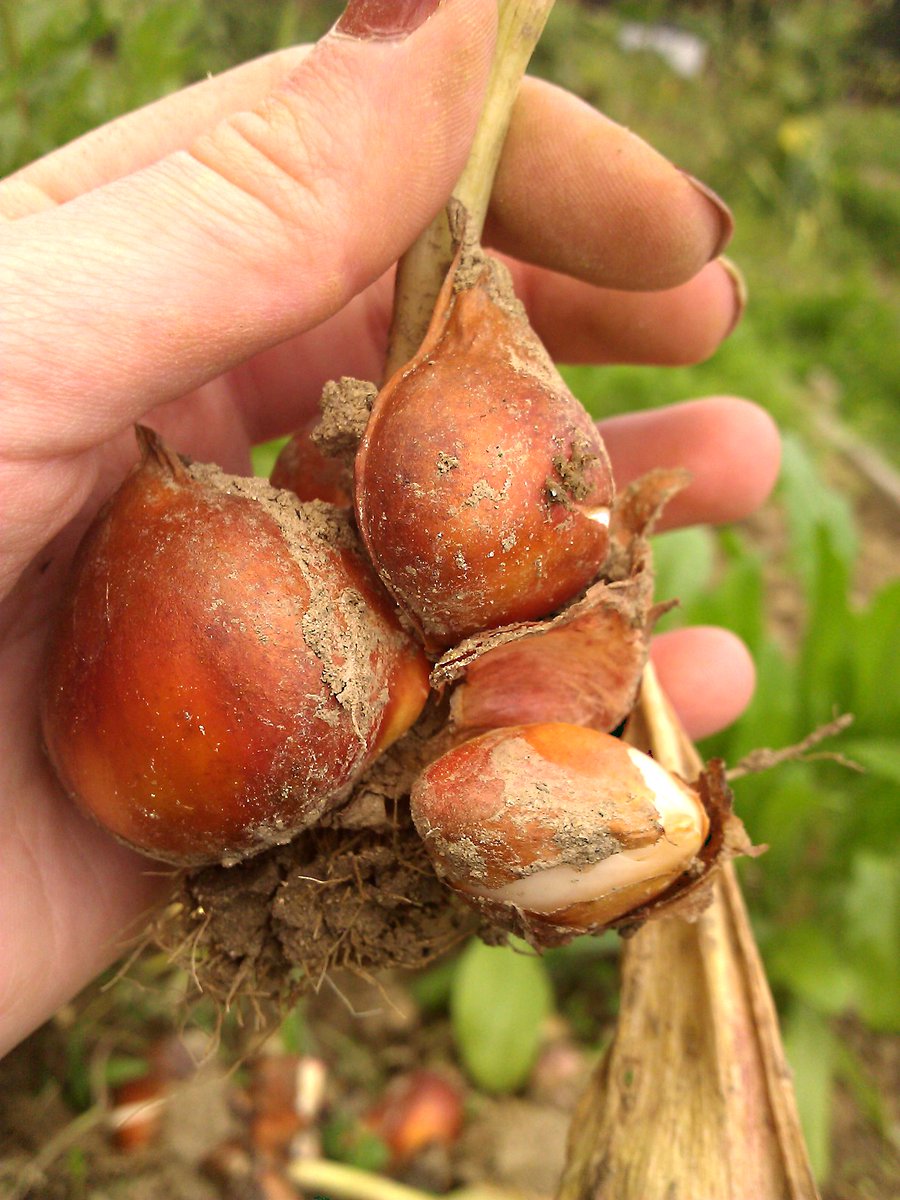 [27/n]4a les bulbilles axillairesChez les plantes a bulbe, il peut se former dans le bulbe plusieurs bourgeons qui constitueront des bulbilles qui a terme se détacheront du bulbe principal pour former des pieds indépendantsExemple chez la tulipe