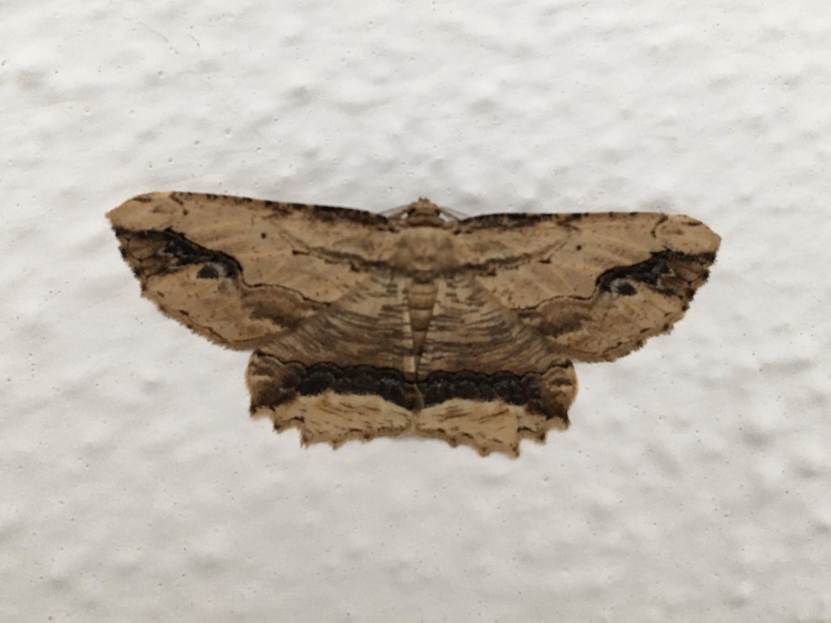 Anyone know the name of this? It’s 4cms wing tip to wing tip. #mothsoftwitter