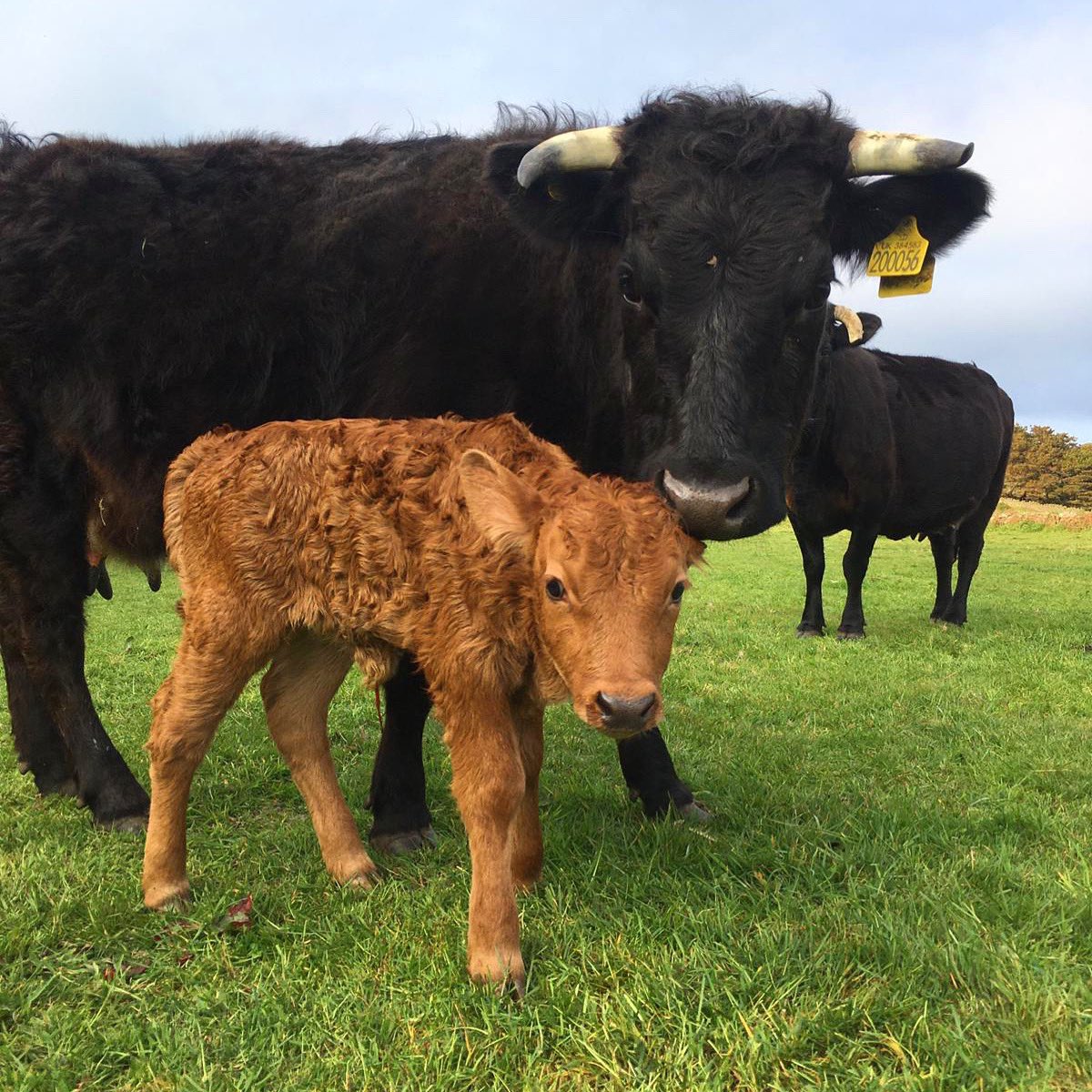 First calf of the year, to a first time mum. Happy Easter!