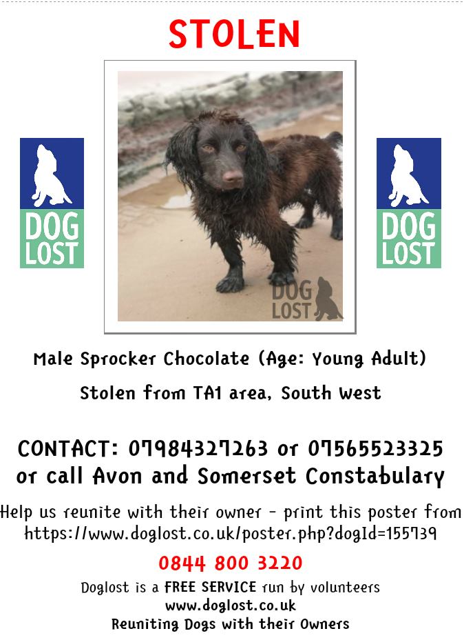 🔴CODE RED🔴02/04/2020 STOLEN SPROCKER 

THIEVES BROKE INTO VAN WHILST OWNERS IN #THE #RANGE #TAUNTON #SOMERSET 5:45 ISH Where you there at The Range shopping? #shoppers #stopstealingourpets

Lets make this baby 🔥 #TOOHOTTOHANDLE 🔥 #TauntonSprocker 

<a href="/NorthantsLost/">Lost/Found Northants</a>