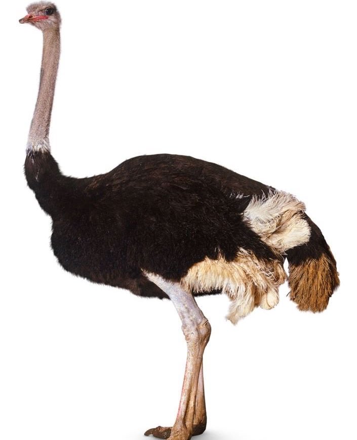 “I give him ostrich, that mean all neck. Anything he need, I got on deck & go to sleep playin' with his ballsack”“All neck” refers to deep-throating during oral sex, and plays on the length of the Ostrich neck