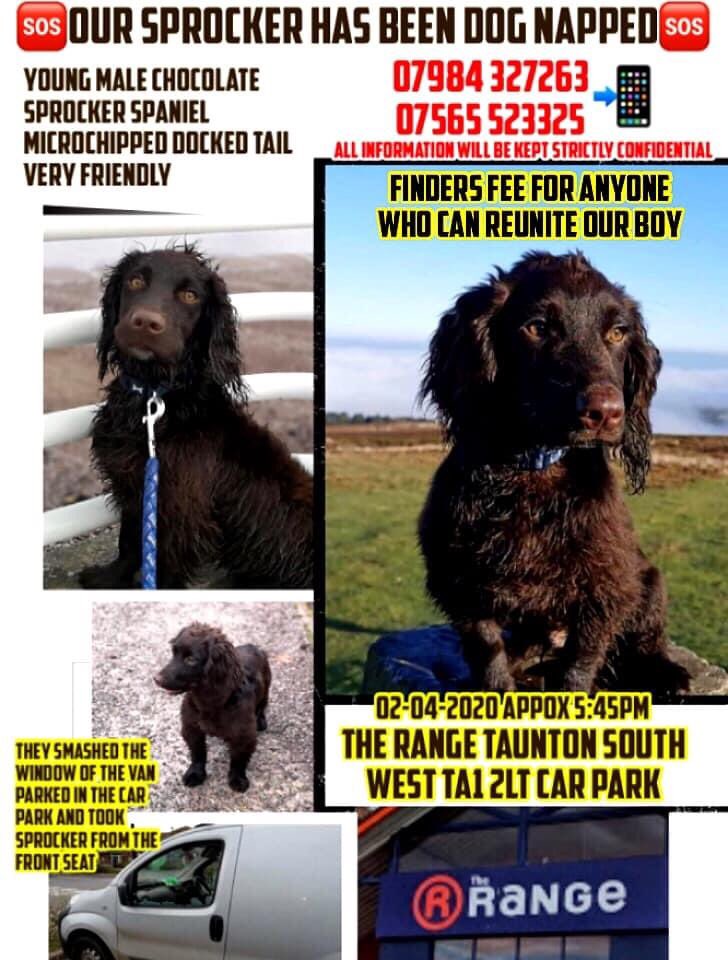 HAVE YOU SEEN ME? I was grabbed with force through a window while sleeping, I’m hurt &amp; scared and miss my family so very much. I’ve got chips to help me home, my dad told me I did 🆘 I don’t know what’s happening here, I don’t know who they are #TauntonSprocker STOLEN 🐕💔😕