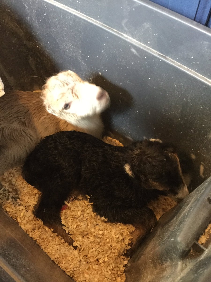Merlin41Wiz's tweet image. And it wouldn’t be a regular Easter Sunday if Easter Dinner wasn’t interrupted by goats being born #babygoats #Eastergoats #LamanchaGoats