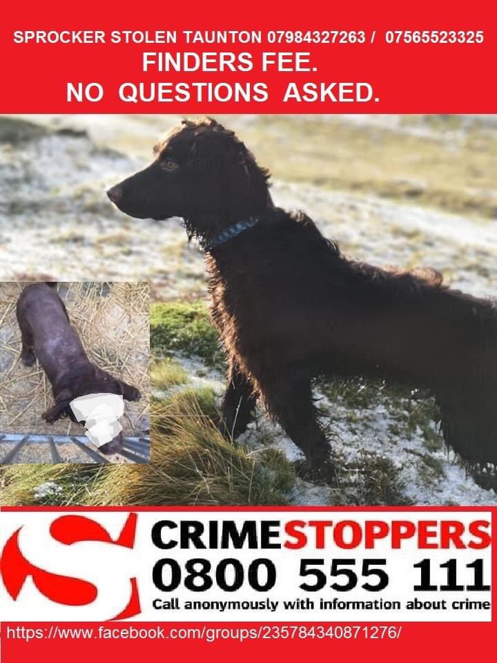 This gorgeous much loved #sprockerspaniel was #STOLEN from his family from #TheRange Car Park in #Taunton #Somerset #TA1 02.04.20 #TauntonSprocker