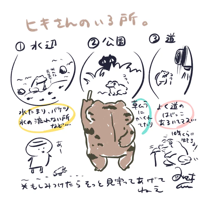 ヒキガエルのいる所?観察してね 